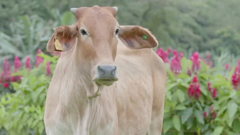 Medium close up of a cattle loking around on farm with flowers on the background Stockbeeldmateriaal 151691594