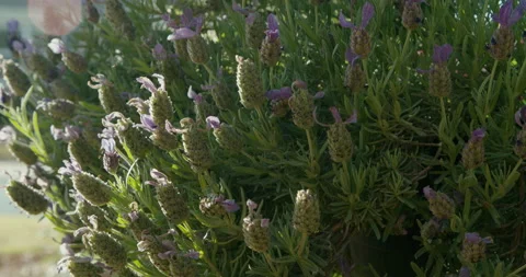 Medium Close Up of Closed Lavender Bush Blowing in the Wind Stock Footage
