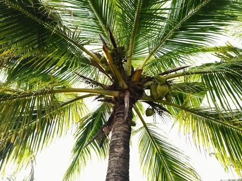 Medium close up of a coconut tree bearing fruit Stock-Fotos