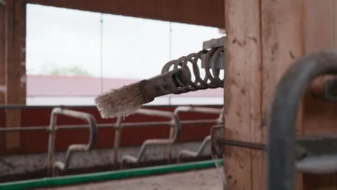 Medium Close-Up of a Cow Scratching Brush in a Cowshed on a Dairy Farm, Bavaria Stock Footage 345063946