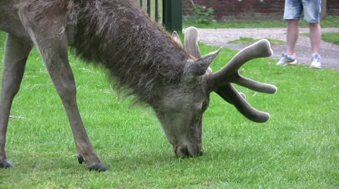 Medium close up of deer eating grass Stock Footage 49747781