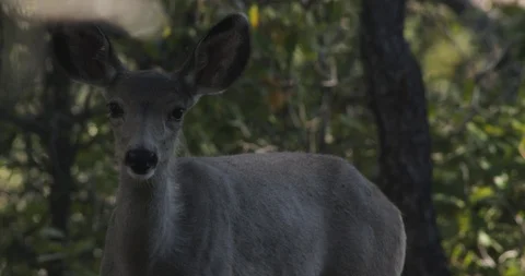 Medium Close Up of a Deer Stock Footage 94868284