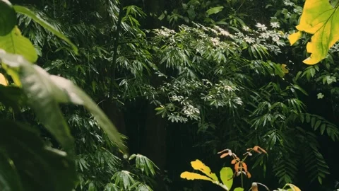 Medium Close Up Drizzle on Teak and Bamboo Leaves Sunset Backlight Stock-Footage 333294996