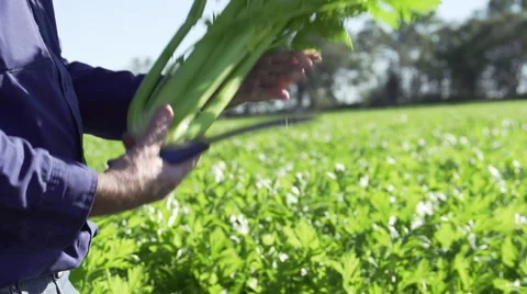Medium Close Up Of Farmer Cutting Celery Bunch In Half Stock Footage 64026853