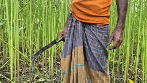 Medium Close Up Of Farmer Holding Sickle Tool Stand In Green Jute Field Stock Footage 340862837
