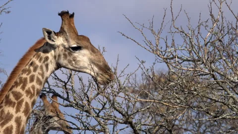 Medium close-up of a giraffe eating twigs and leaves Stock Footage 245445486