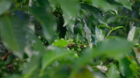 Medium Close-Up of Green Coffee Beans in Plantation Slow motion Video stock 316722580