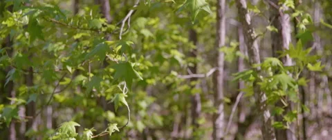 Medium Close Up of Green Maple Tree with Leaves Blowing in the Wind Video stock 133014555