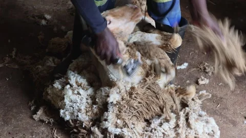 Medium close up of hands with electric clippers shearing sheep to remove wool Stock Footage 315751973