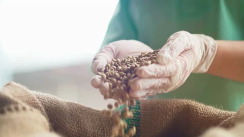 Medium close up hands with gloves handful of raw coffee beans from sack righ Stock-Footage 156244752