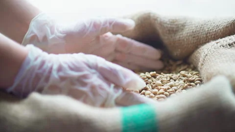 Medium close up hands with gloves handful of raw coffee beans from sack side Vídeos de archivo 156245559