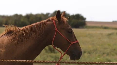 Medium close up of a horse looking at the camera Stock Footage 116996959