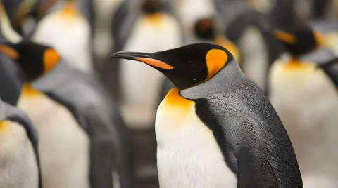 Medium close-up of a King penguin. Stock Footage 58239103