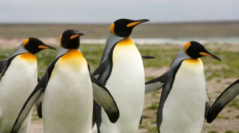 A medium close-up of King penguins marching on the beach. Stock Footage 58238658