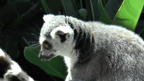 Medium Close Up of Lemur Sitting Near Foliage Stock Footage 237933871