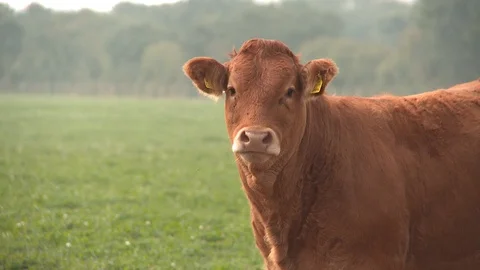 A medium close up of a limousin cow in a grassy field Stock Footage 88488635