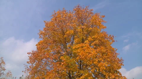 Medium Close Up of maple tree at Gorodetske in Zhytomyr province, Ukraine Stock Footage 45956226