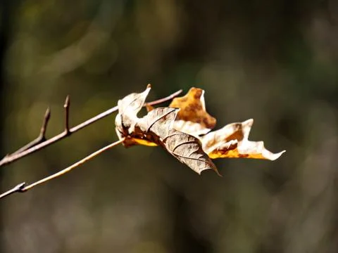 Medium close up of a maple tree leaf, bokeh in the background Stock Photos