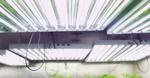 Medium Close of Marijuana Plants in Nursery Video stock 76478181