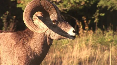 Medium Close Up of a Mountain Goat Stock Footage 8510253