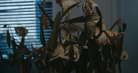 Medium close- up of a peony flower drying and dying in a vase at home. Stock Footage 126396400