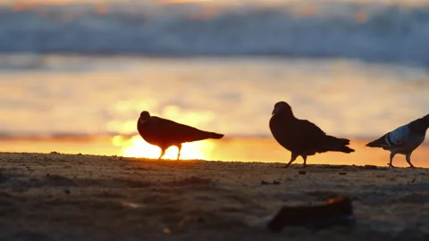 Medium close-up of pigeons on the beach at sunrise Stock Footage 248685466