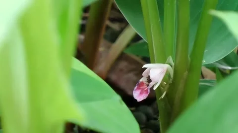 Medium Close Up Of Pink Fingerroot Flower Blooming Among Green Leaves. Stock Footage 342579995