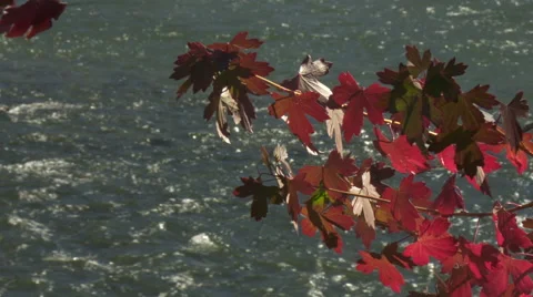 Medium close up of red leaves next to a river with rac focus Stock Footage 47387198