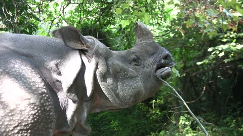 Medium close up of Rhino chewing plants Stock Footage 42272837