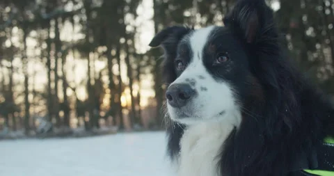 Medium close up shot of border collie. Dog sitting in front of forest in 動画素材 146432152