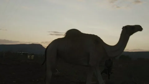 Medium Close Up shot of Camel in a Village in Kakuma, Kenya Video stock 243684189
