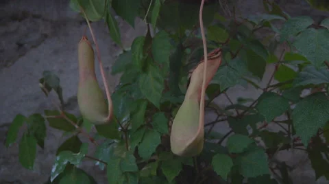 Medium Close Up Shot of flora at Nikitsky Botanical Garden in Crimea, Ukraine. Stock Footage 45614817