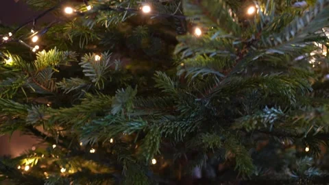 Medium close shot of lush fir branches on an indoor Christmas tree, warm micro Stock Footage 325842843