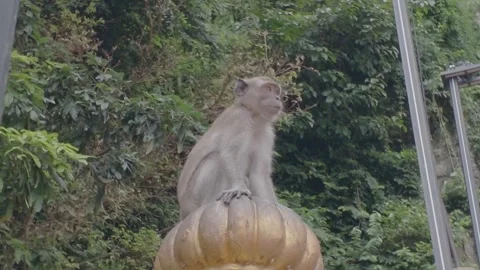 A medium-close-up shot of a monkey perched atop a pillar capital. Video stock 341834315