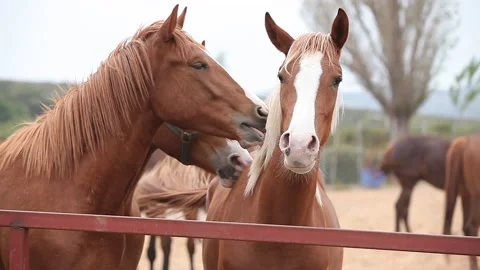 Medium Close-up shots of horses in Cesme, Turkey Stock Footage 130249343