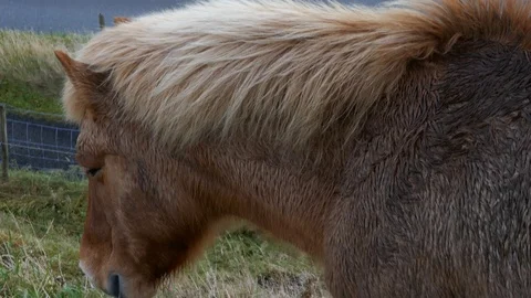 Medium close side rear shot of Faeroes Icelandic pony Stock Footage 92639992