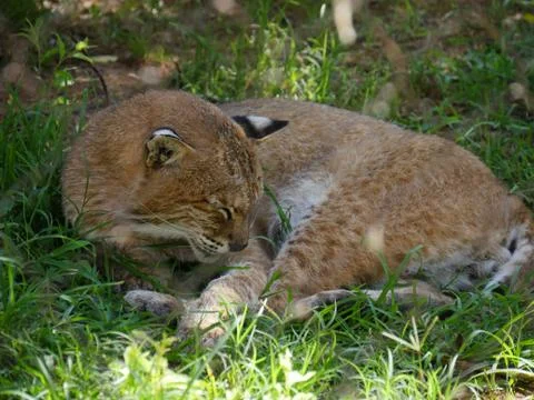 Medium close up of a sleeping bobcat in a grassy patch Foto stock
