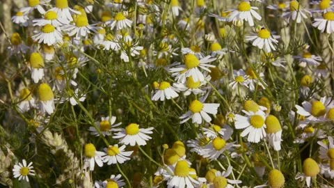 Medium close slider of a chamomile plant Stock Footage 144847796