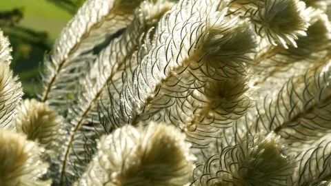 Medium close up of South African flower bush with white fine hairy leaves Vidéo 80646116