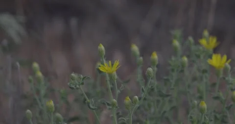Medium close static shot of hairy false goldenaster wildflower with shallow d Stock Footage 336637464