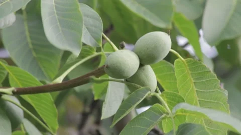 Medium close-up three green walnuts growing on a branch of a walnut tree Stock Footage 208253590