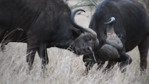 Medium close-up of two Cape buffalo bulls clashing horns, Kruger National Vidéo 143722607