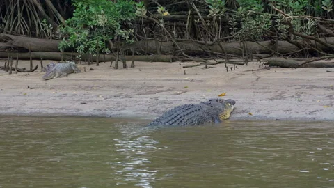 Medium Close-Up of Two Crocodiles Facing Off on Swampy Sandy Bank Stock Footage 314919598