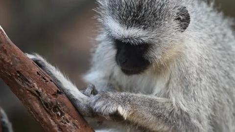 A medium close-up of a vervet monkey grooming its foot, Kruger National Stock-Footage 143722518