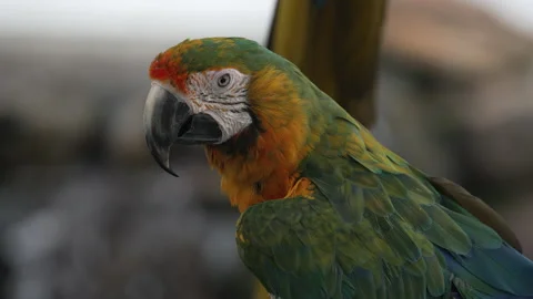 A medium close-up video of a colorful macaw Stock Footage 201070586