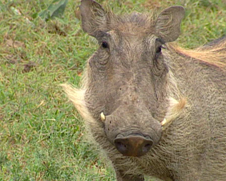 Medium close up of a warthog, Addo Elephant Park Stock Footage 36307083
