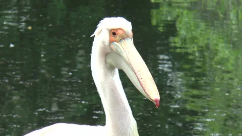 Medium Close Up of a White Pelican Turning Head Stock-Footage 238744027