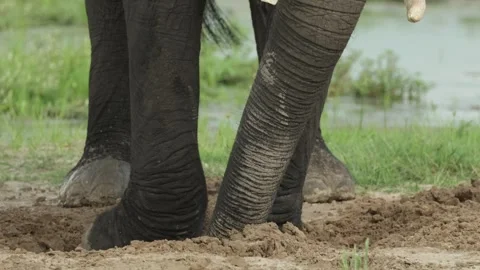 Medium closeup of an African elephant's foot digging in the sand for water. Vidéo 316199670