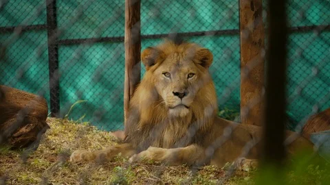Medium closeup of an Asiatic lion sitting inside an enclosure in a zoo in India Stock Footage 116984045