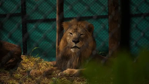Medium closeup of an Asiatic lion sitting inside an enclosure in a zoo in India Stock Footage 116984058